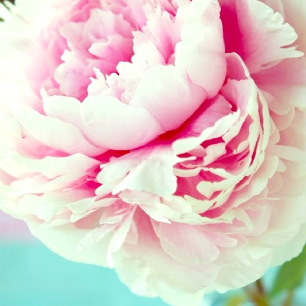 Meet your Posher, Maya! 💕